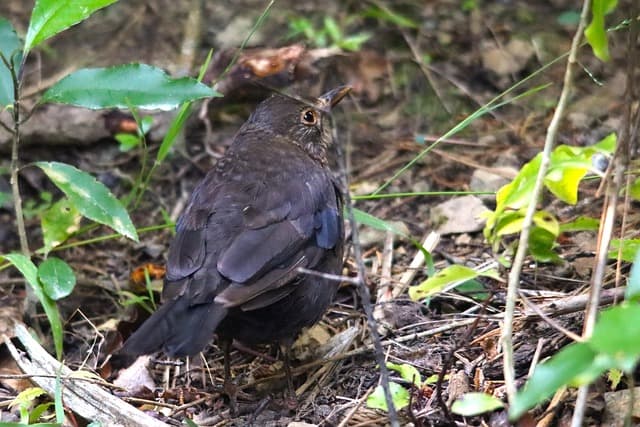 Zealandia Sanctuary: a Journey into Wellington’s Wilderness