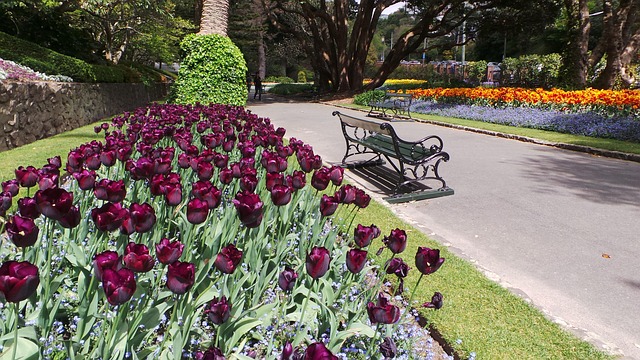 Wellington Botanical Garden: What to See in Different Seasons
